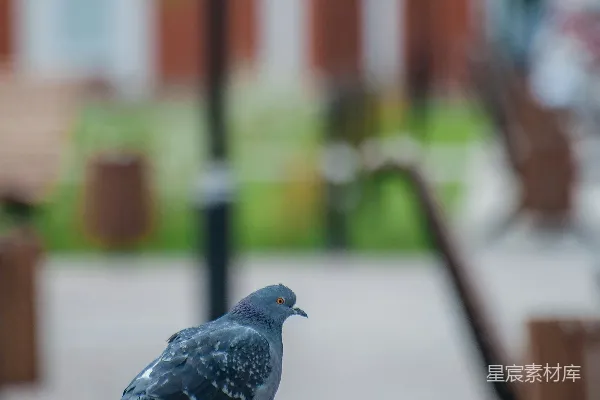 高清摄影 城市公园里的鸽子