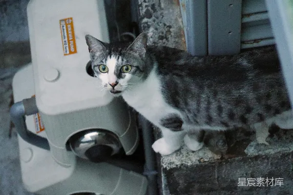 高清摄影 街头小猫