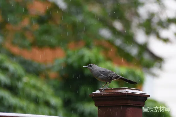 高清摄影 雨中栖息的小鸟