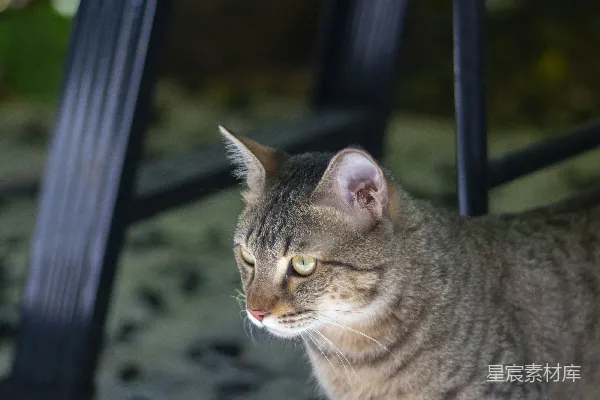 高清摄影 窗边的猫