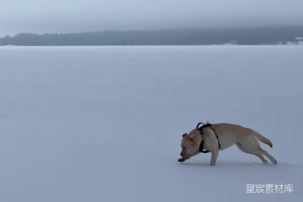 高清摄影 雪地里的快乐追逐