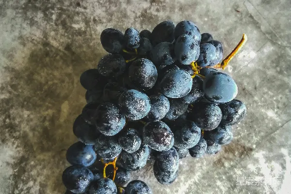 高清摄影 新鲜的黑葡萄