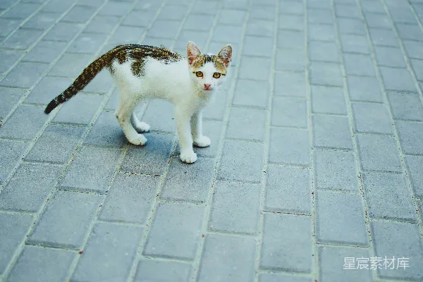 高清摄影 街头的流浪猫