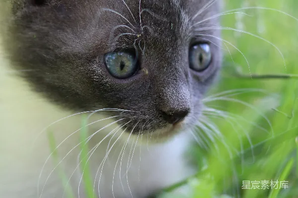 高清摄影 蓝眼睛的小猫