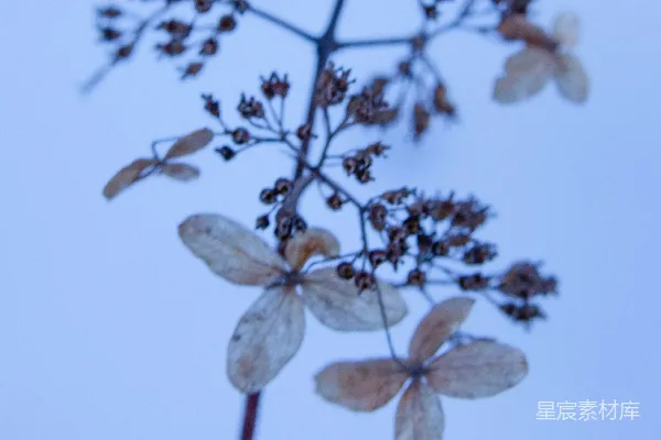 高清摄影 秋日的枯萎花枝