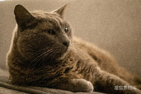 高清摄影 静谧的猫咪