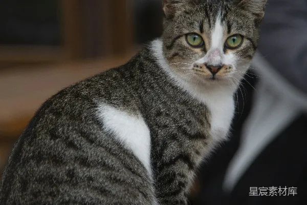 高清摄影 可爱的猫咪坐在木桌旁