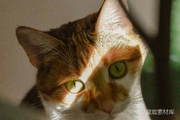高清摄影 阳光下的三花猫
