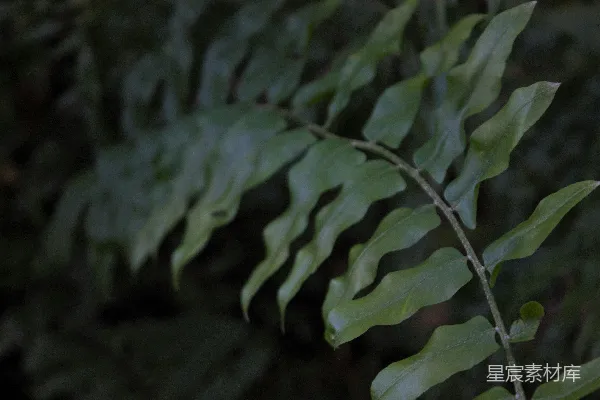 高清摄影 幽暗森林中的蕨类植物