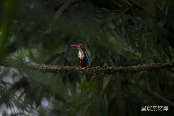 高清摄影 白胸翡翠栖息于绿树中