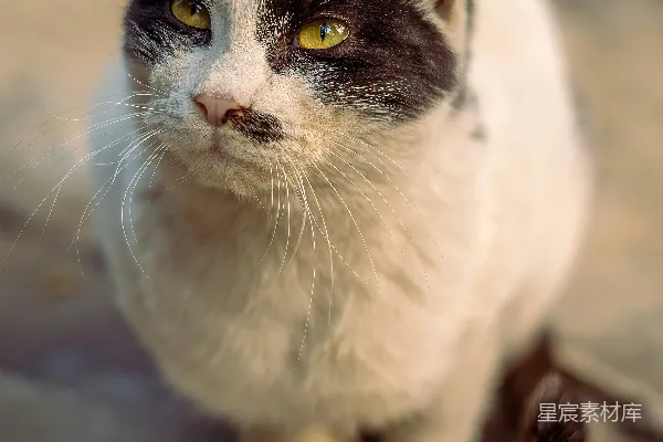 高清摄影 黑白相间的猫咪