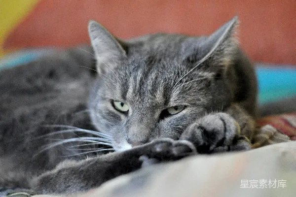 高清摄影 慵懒的猫