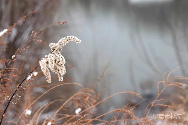 高清摄影 冬日枯草上的雪花
