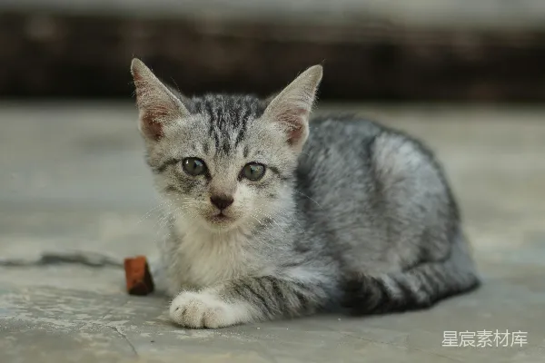 高清摄影 可爱的灰色小猫趴在地面上