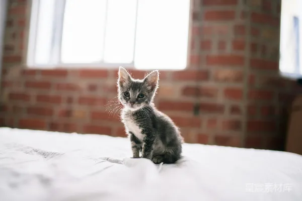 高清摄影 窗户下的小猫