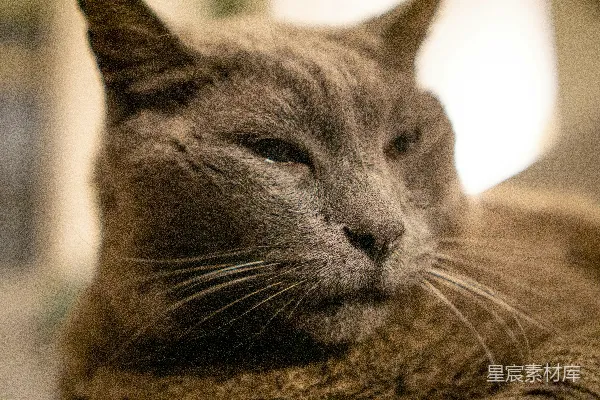 高清摄影 沉睡中的猫咪