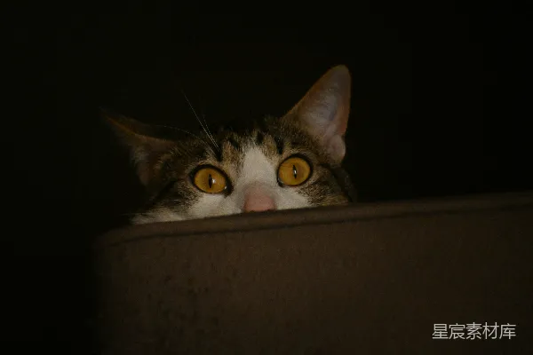 高清摄影 猫头探出沙发的神秘瞬间