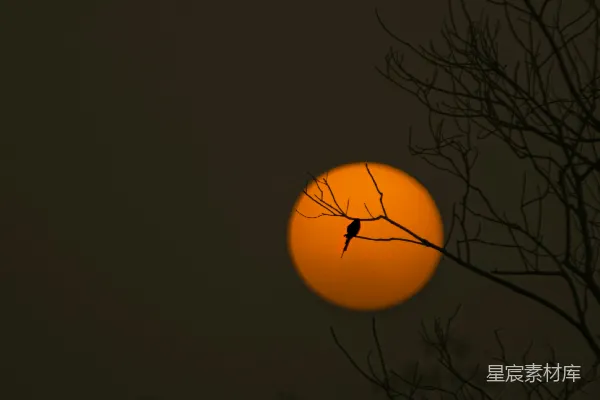 高清摄影 夕阳下的鸟儿剪影