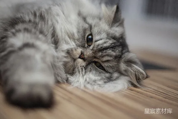 高清摄影 萌宠猫咪：慵懒的午后时光