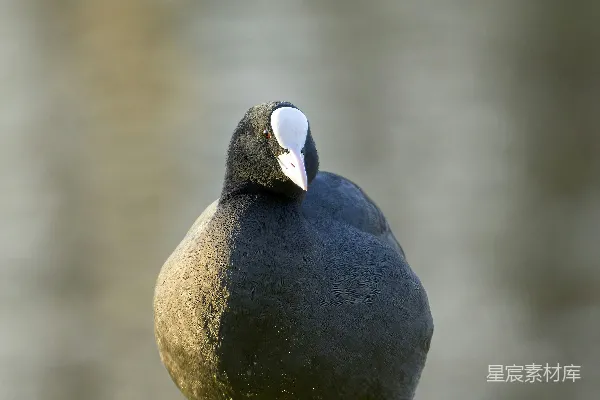 高清摄影 黑水鸡的自然之美