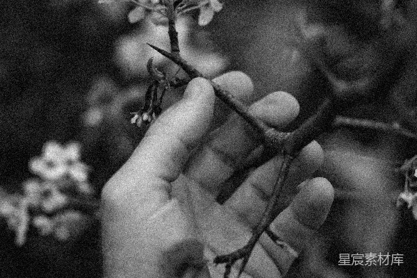 高清摄影 掌心的花枝
