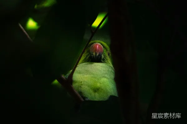 高清摄影 丛林中的绿鹦鹉