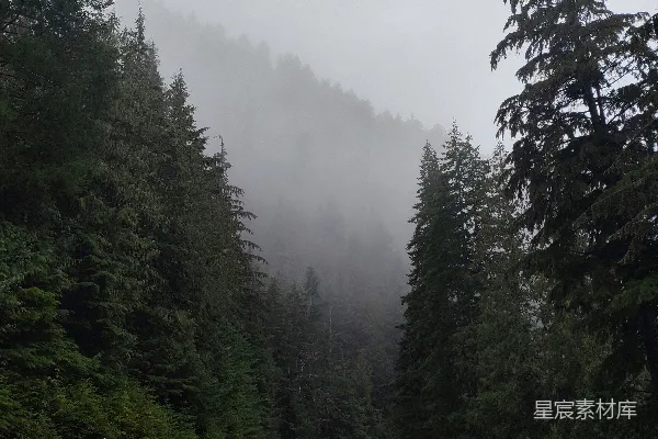 高清摄影 雾中森林的蜿蜒道路