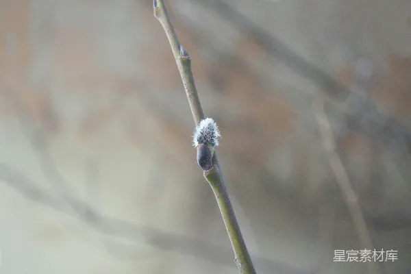 高清摄影 初春柳芽
