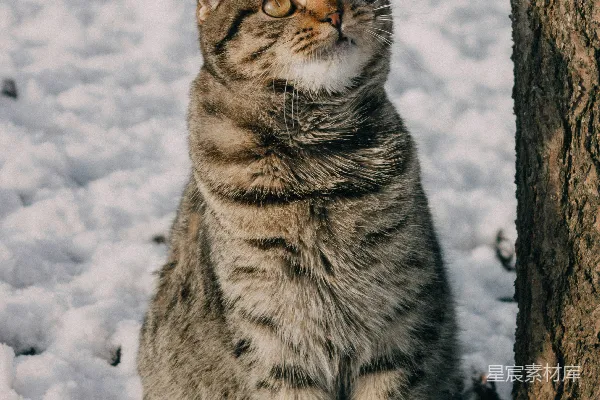 高清摄影 雪地里的猫咪