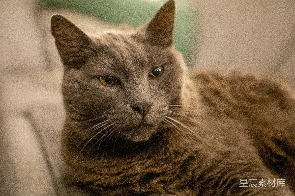 高清摄影 深邃目光的灰猫