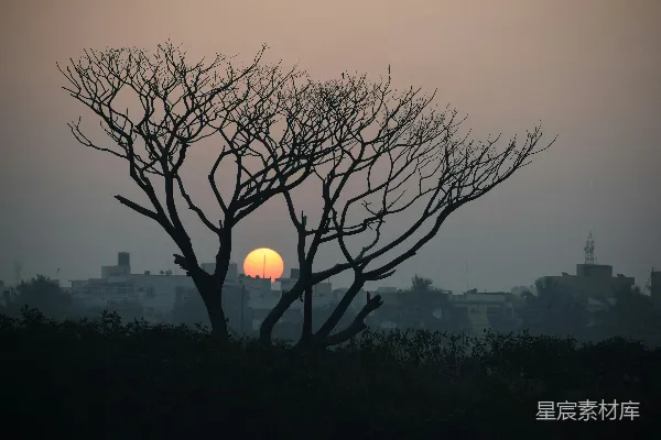 高清摄影 夕阳下的枯树剪影