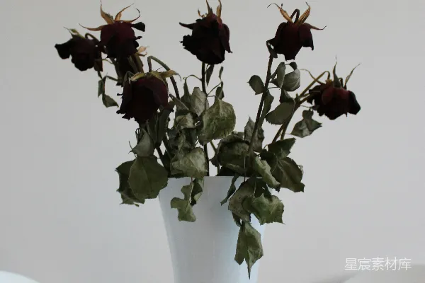 高清摄影 枯萎玫瑰与白色花瓶