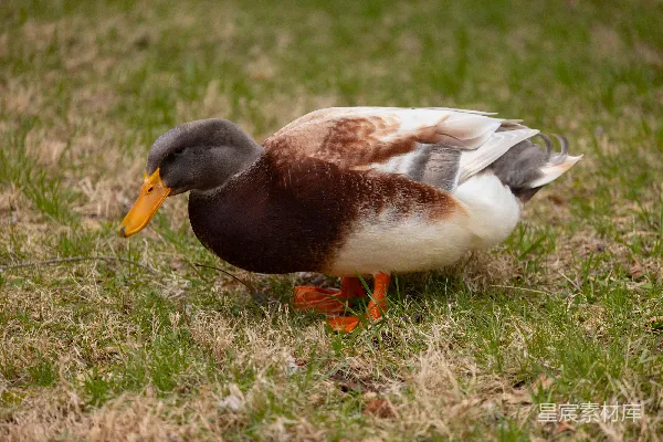 高清摄影 草地上的灰色鸭子