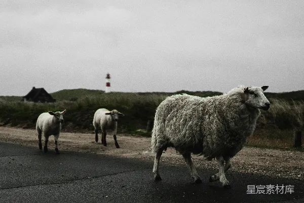 高清摄影 羊群与灯塔