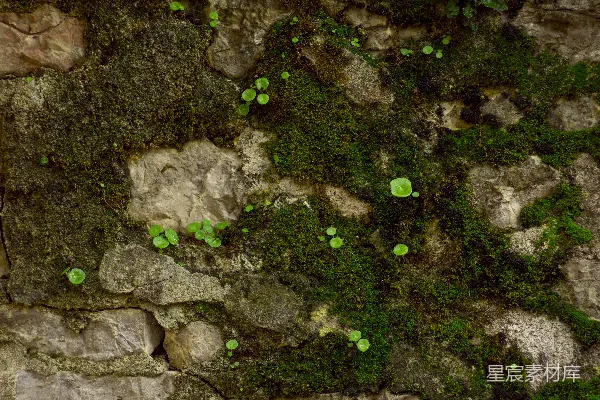 高清摄影 青苔与石墙
