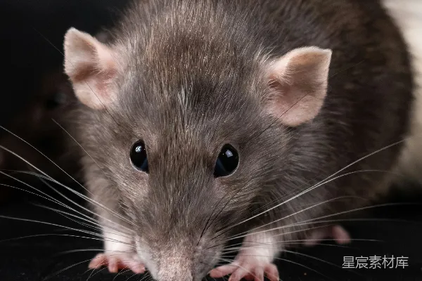 高清摄影 黑白对比下的萌鼠