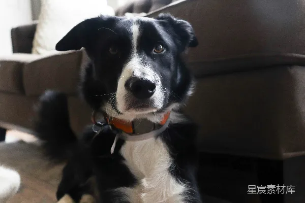 高清摄影 黑白相间的边境牧羊犬