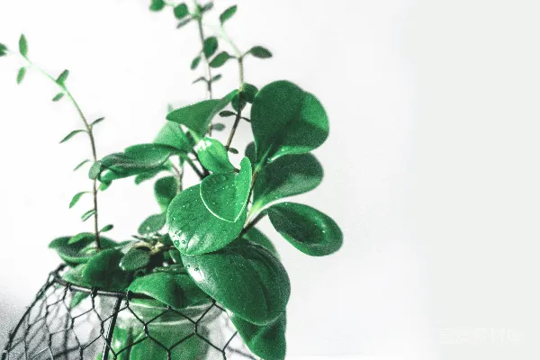 高清摄影 清新绿植