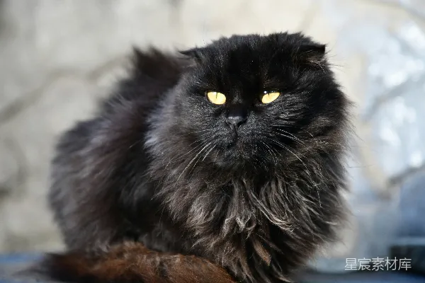 高清摄影 黑色长毛猫的特写