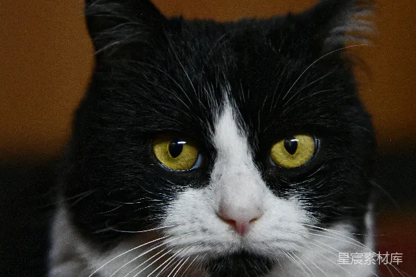 高清摄影 黑白相间的猫