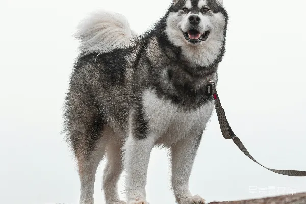 高清摄影 威风凛凛的阿拉斯加雪橇犬