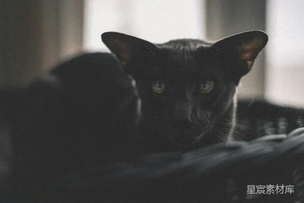 高清摄影 神秘的黑猫