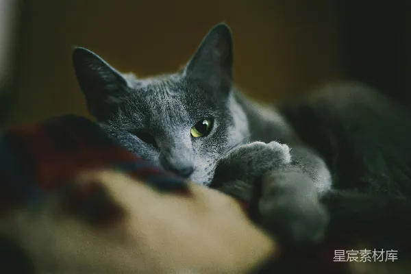 高清摄影 猫咪的凝视