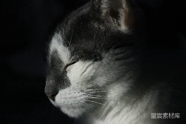 高清摄影 静谧的午睡猫