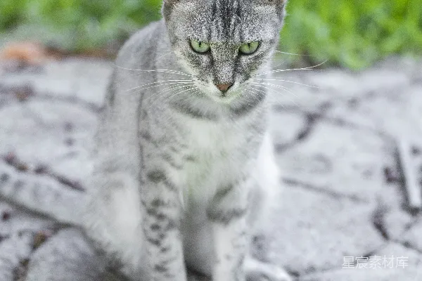 高清摄影 绿眼灰猫