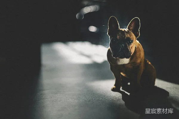 高清摄影 光影中的斗牛犬