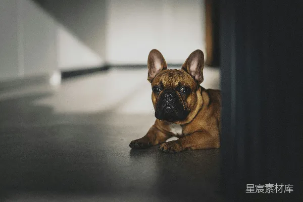 高清摄影 法国斗牛犬的宁静时光