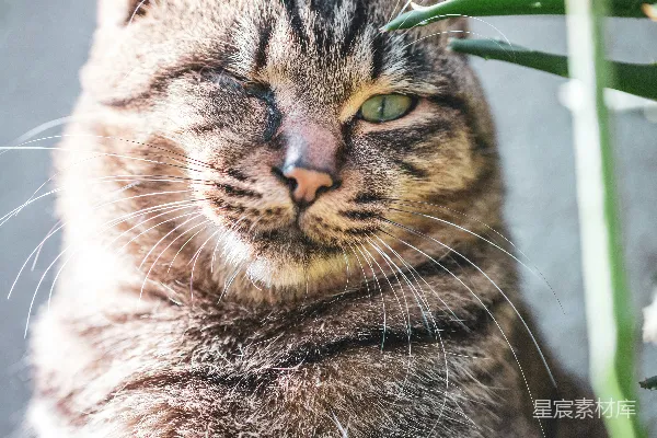高清摄影 慵懒的猫咪与芦荟