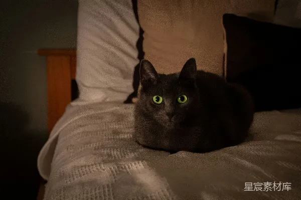 高清摄影 夜晚的黑猫：神秘与宁静