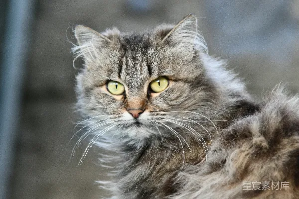 高清摄影 迷人的长毛猫